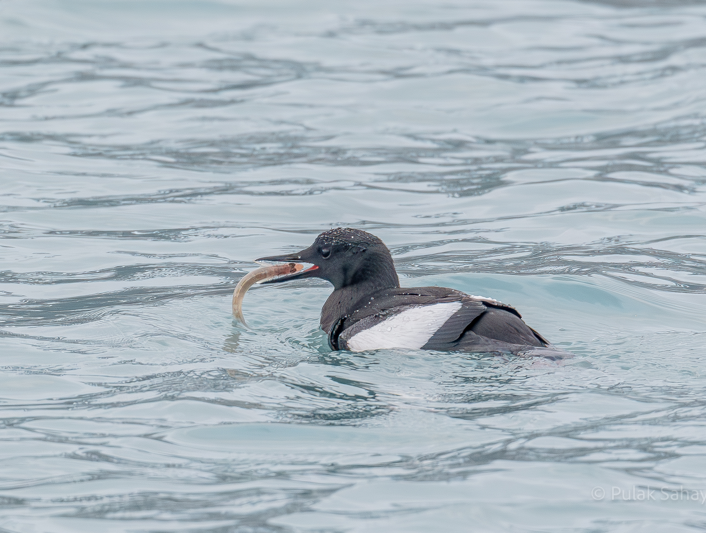 Guillemot with fist